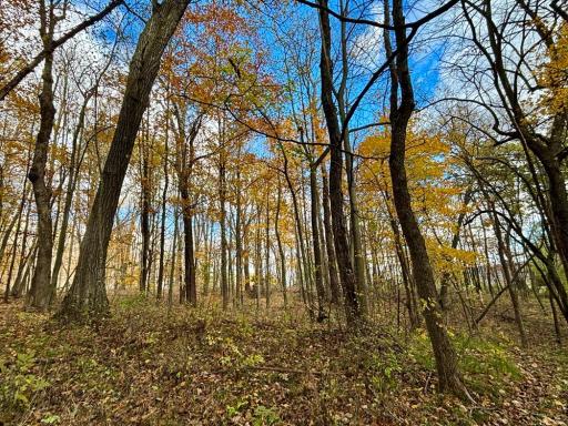 29651 County 5, Wykoff, MN 55990