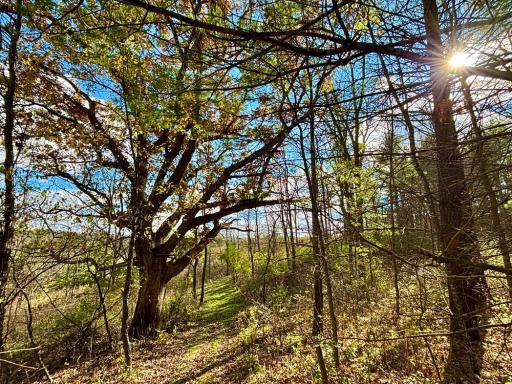 29651 County 5, Wykoff, MN 55990