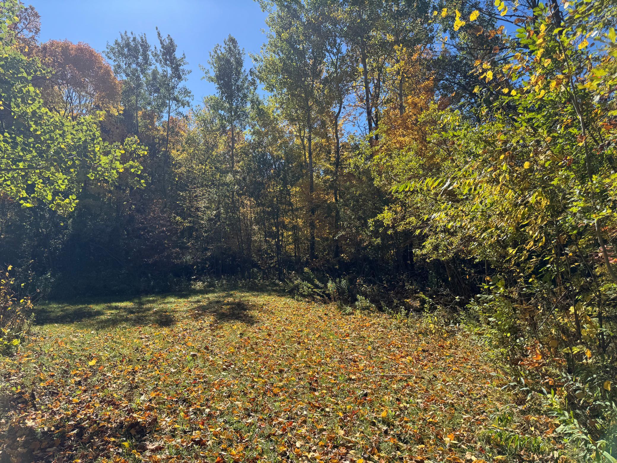 clearing site