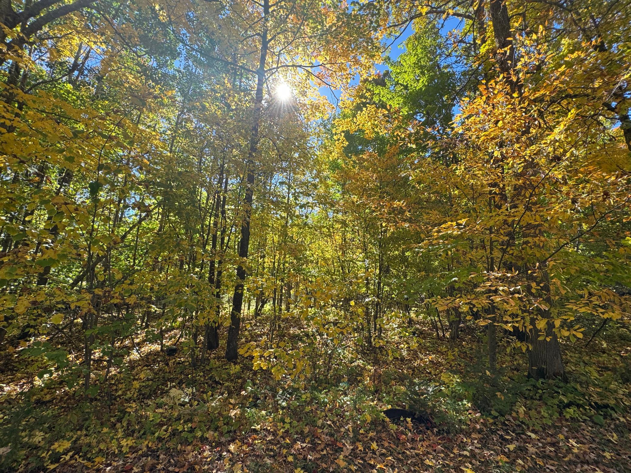 IMG_4235.jpeg