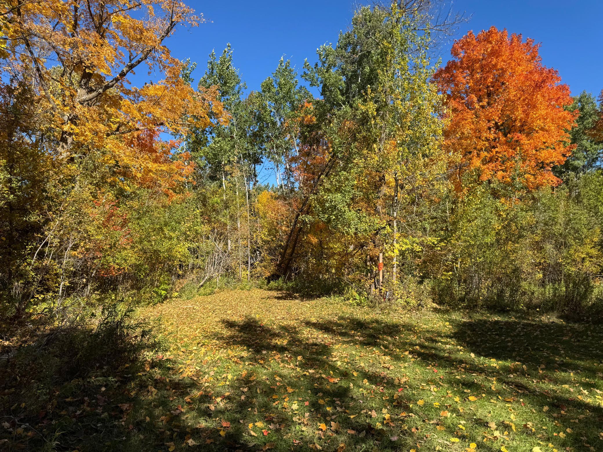 clearing site