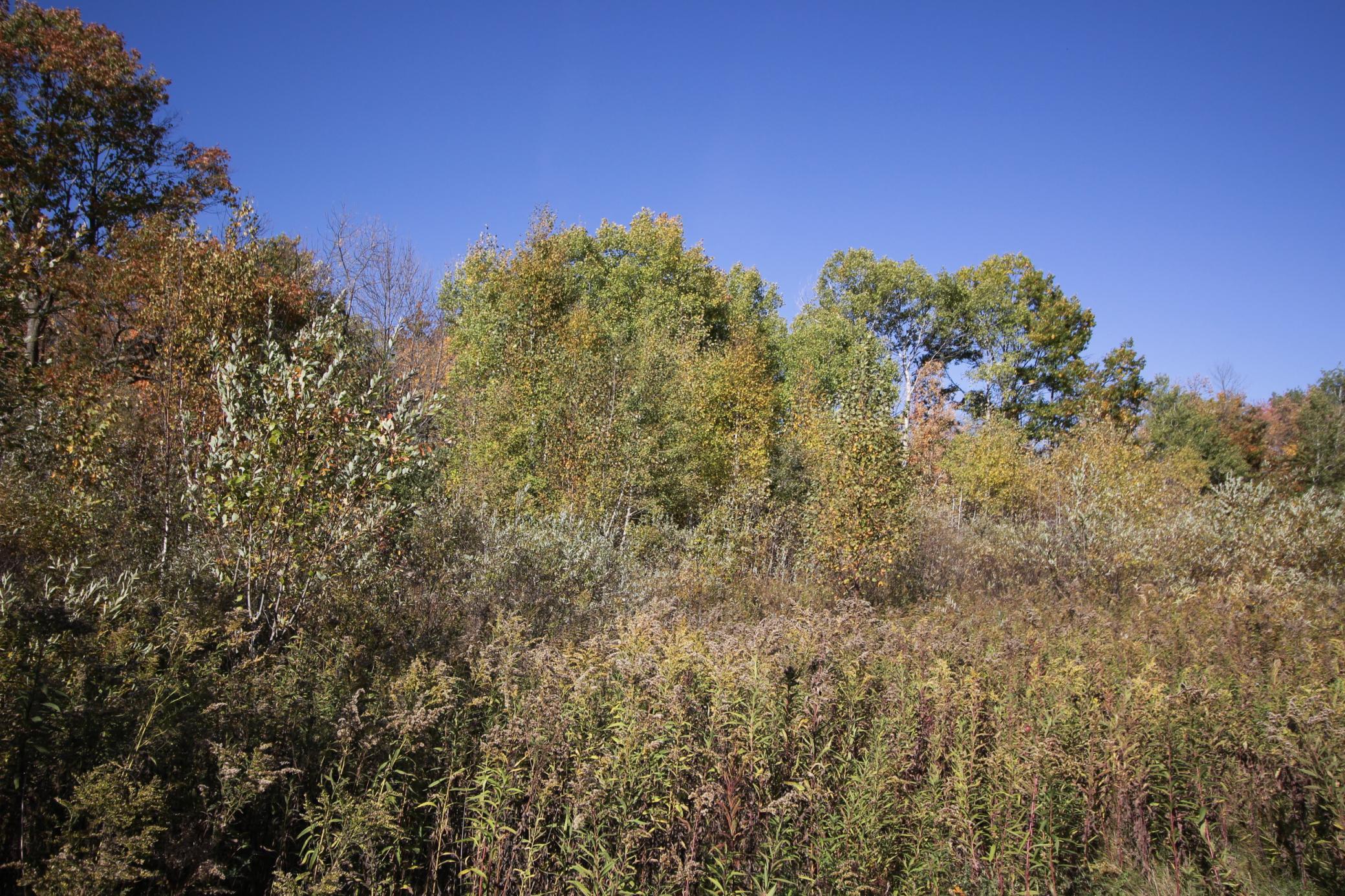 From neighbors lot on east side looking toward the lot.