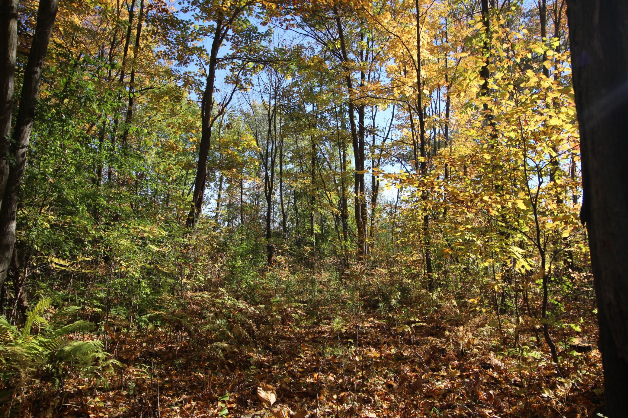 Build your dream house back in the trees.