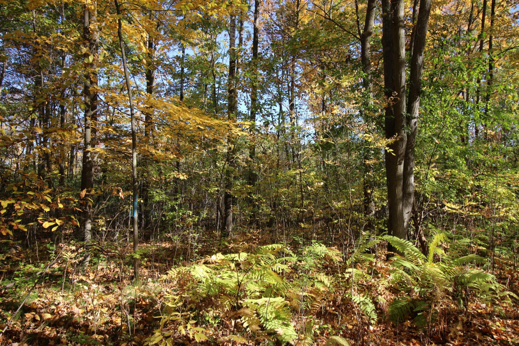 Plenty of Maple trees. Photo taken near back SW corner looking into the lot.