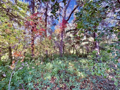 Fall colors