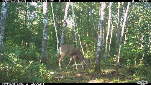 W11199 Edgewood Rd W, Bruce, WI 54848
