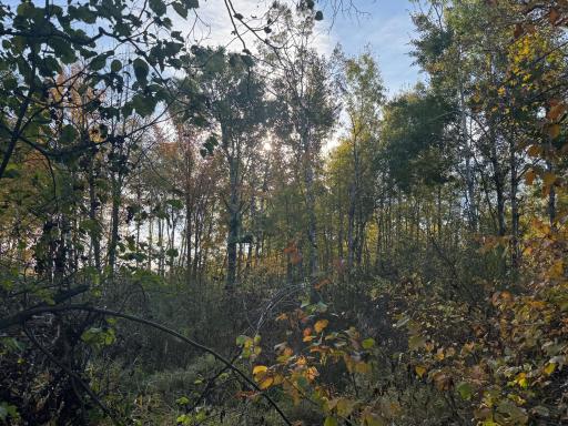 W11199 Edgewood Rd W, Bruce, WI 54848