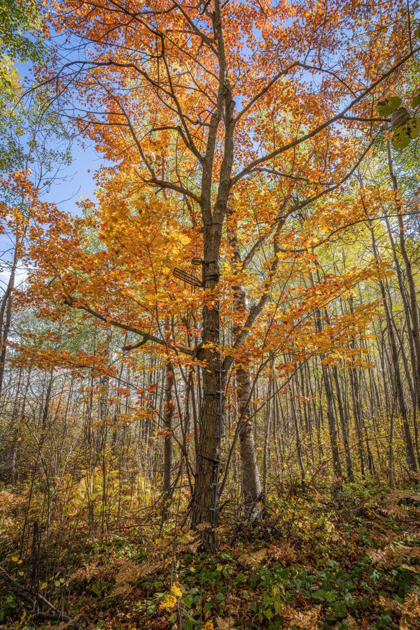 Photo 40