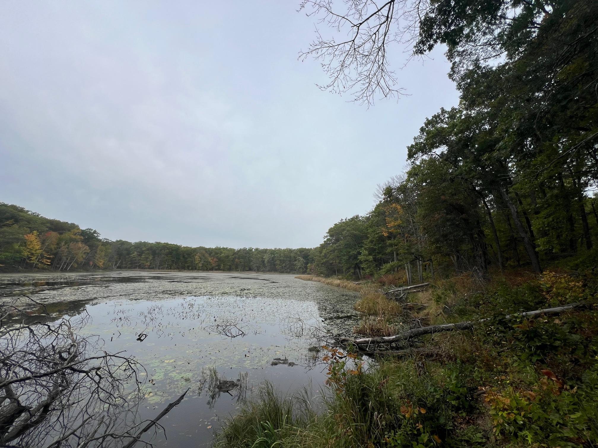 Wooded shoreline