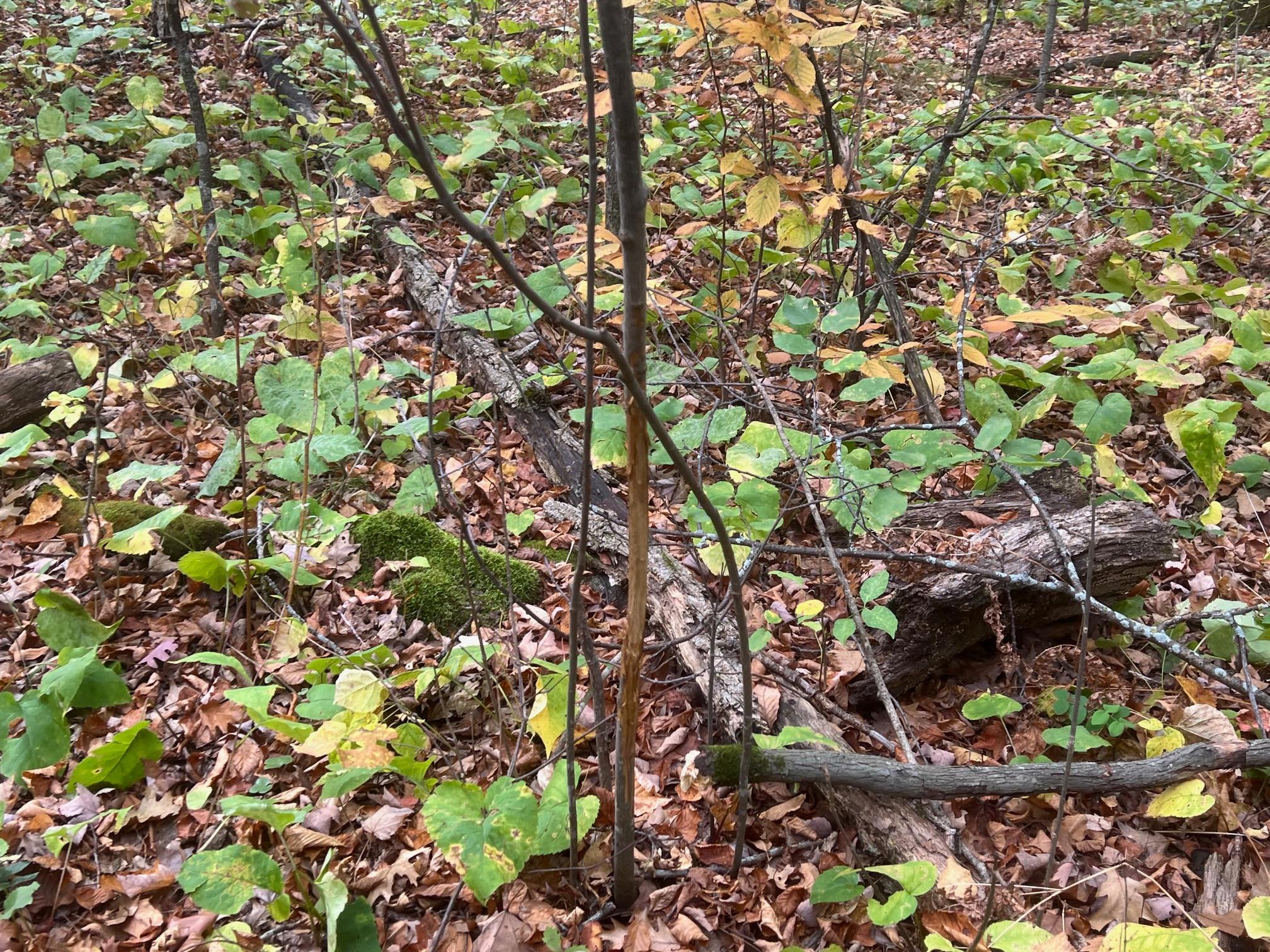 Plenty of buck sign