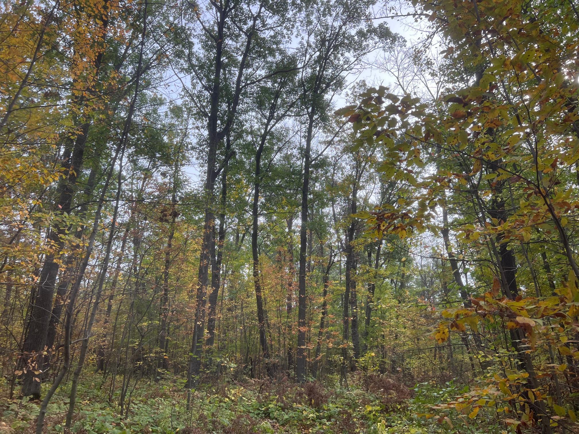 Massive Maples and Oaks