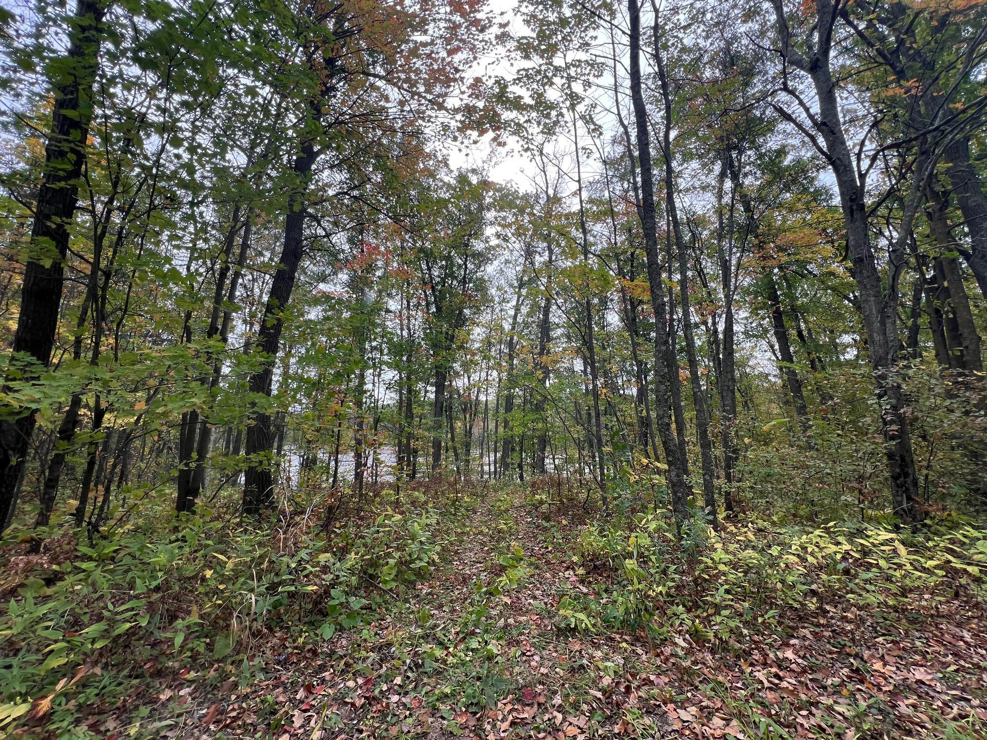 Trail down to the pond