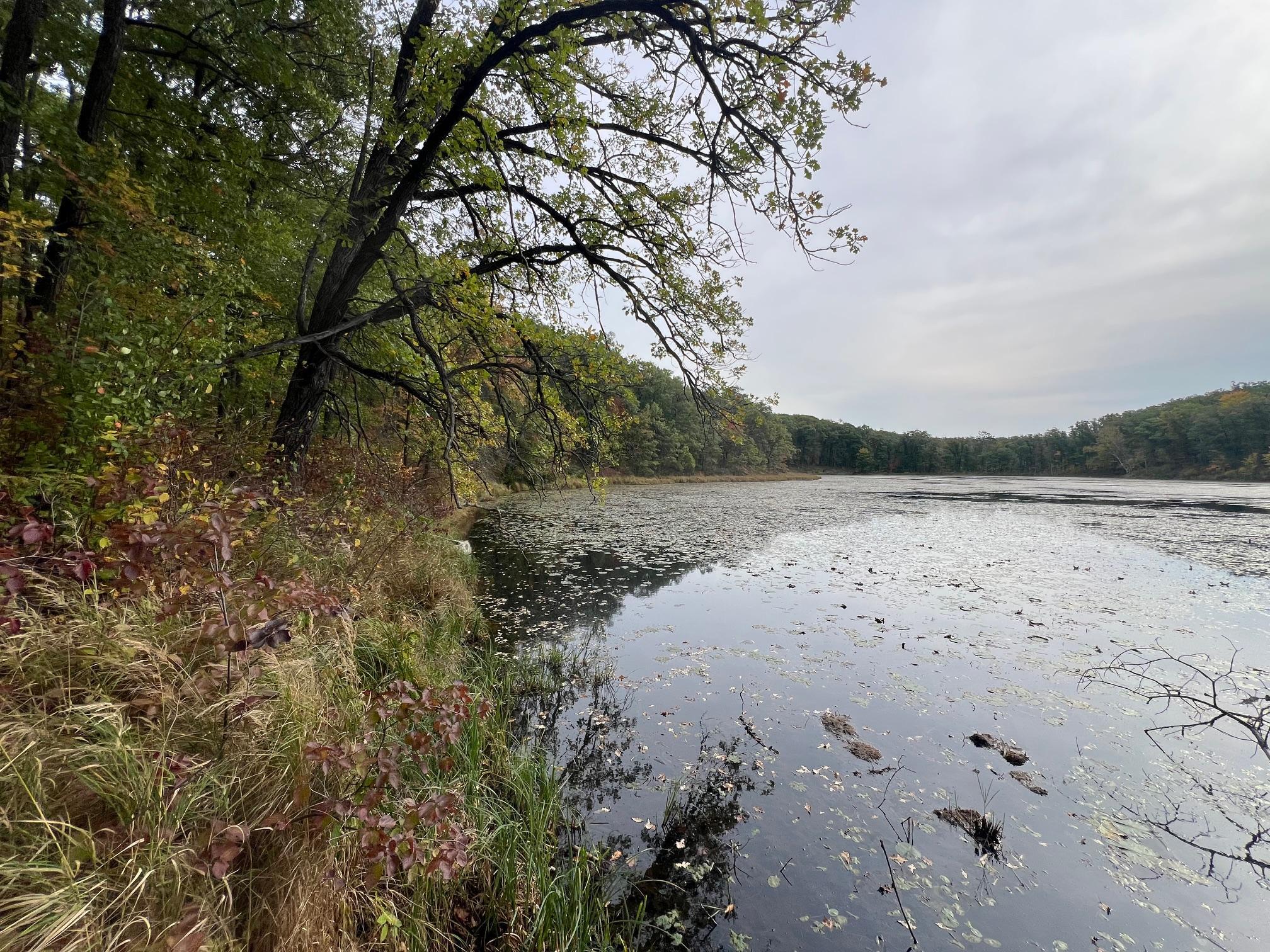 Wooded shoreline