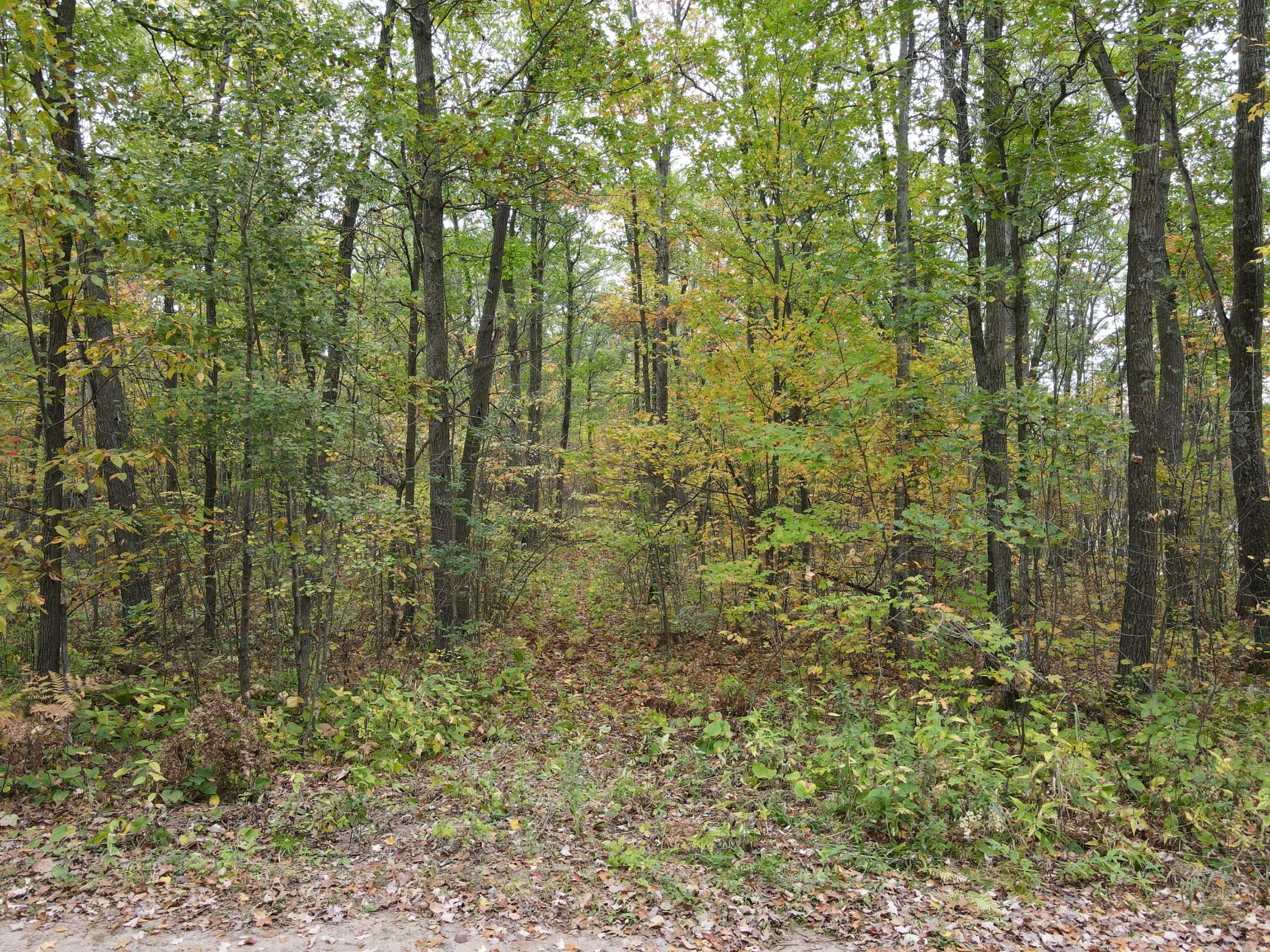 Overgrown trail heading East