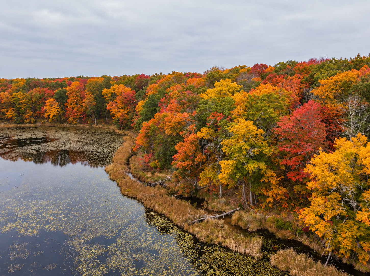 Wooded Shoreline