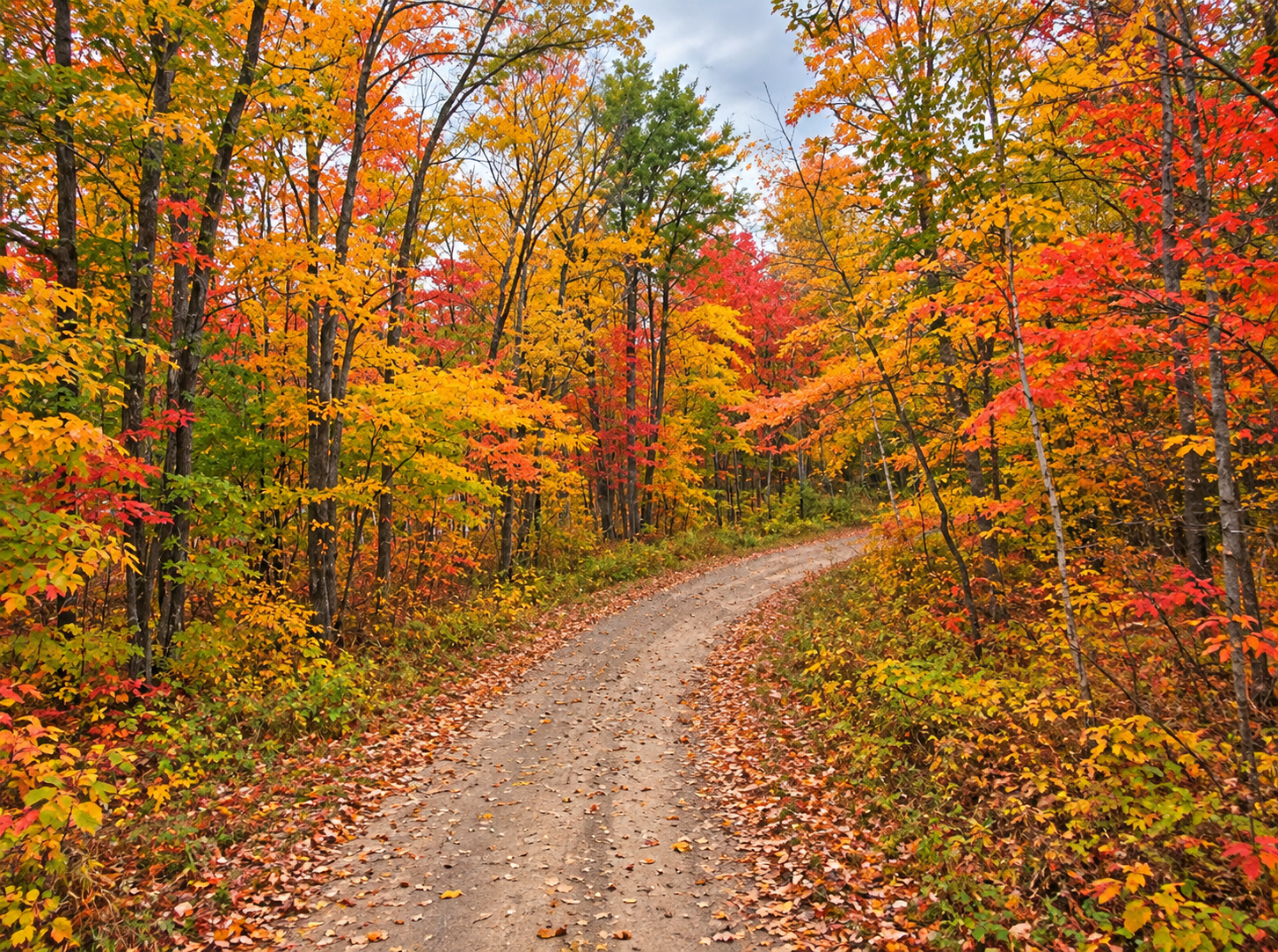 Forestry Road