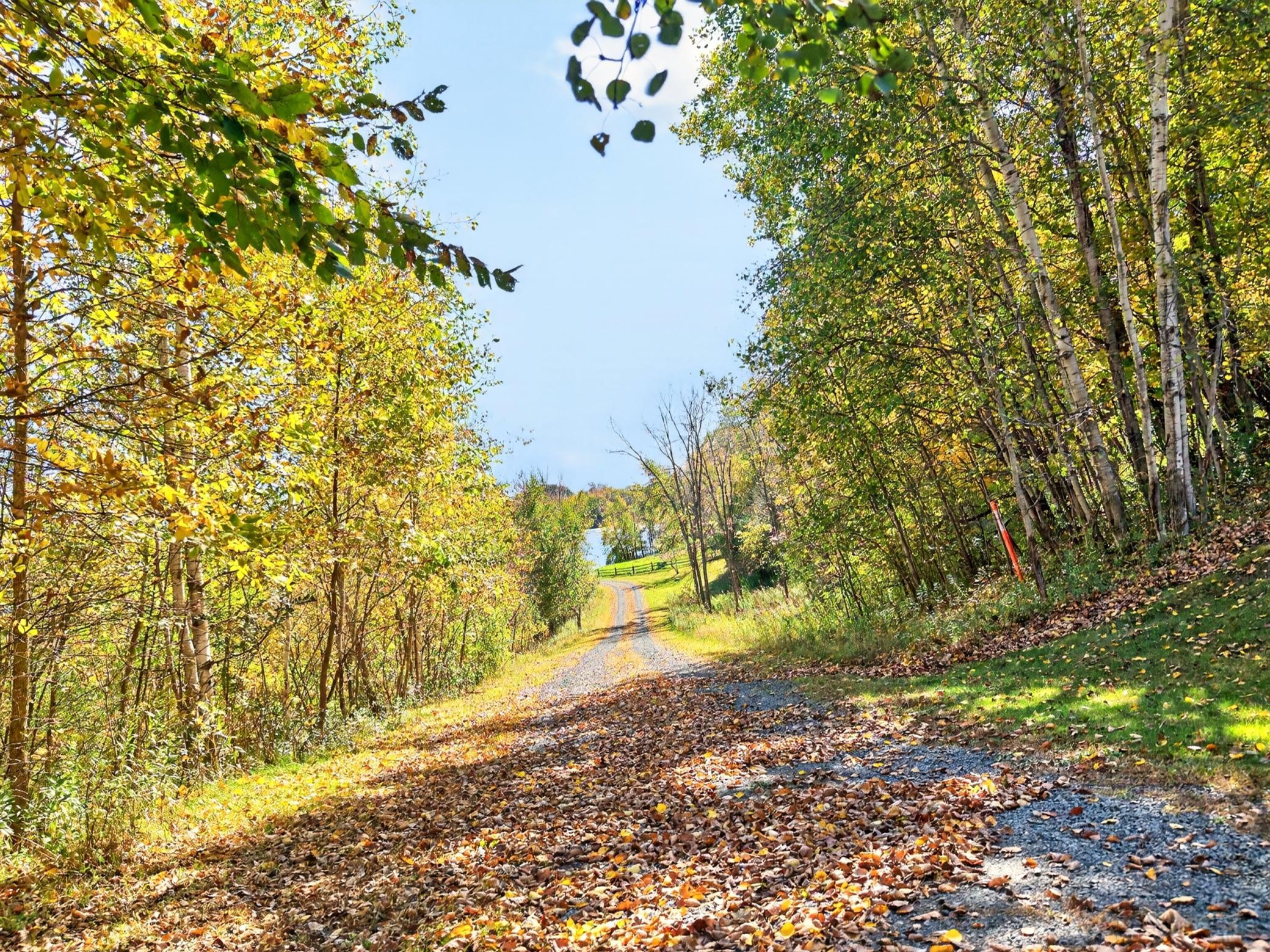 driveway to lake.jpg