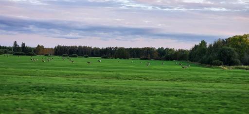 TBD County Hwy #133, Meadowlands, MN 55765