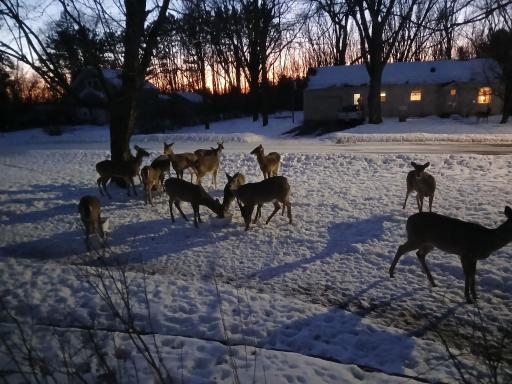 A beautiful winter scene featuring a herd of deer visiting the neighborhood at sunset, showcasing the area's peaceful setting and abundant wildlife.
