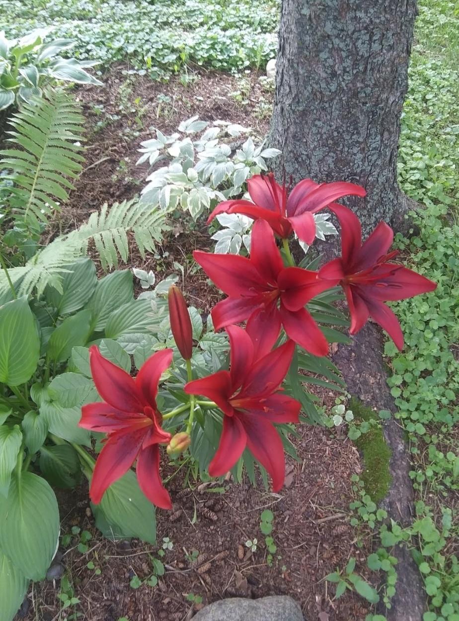 Flowers from one of the front garden.