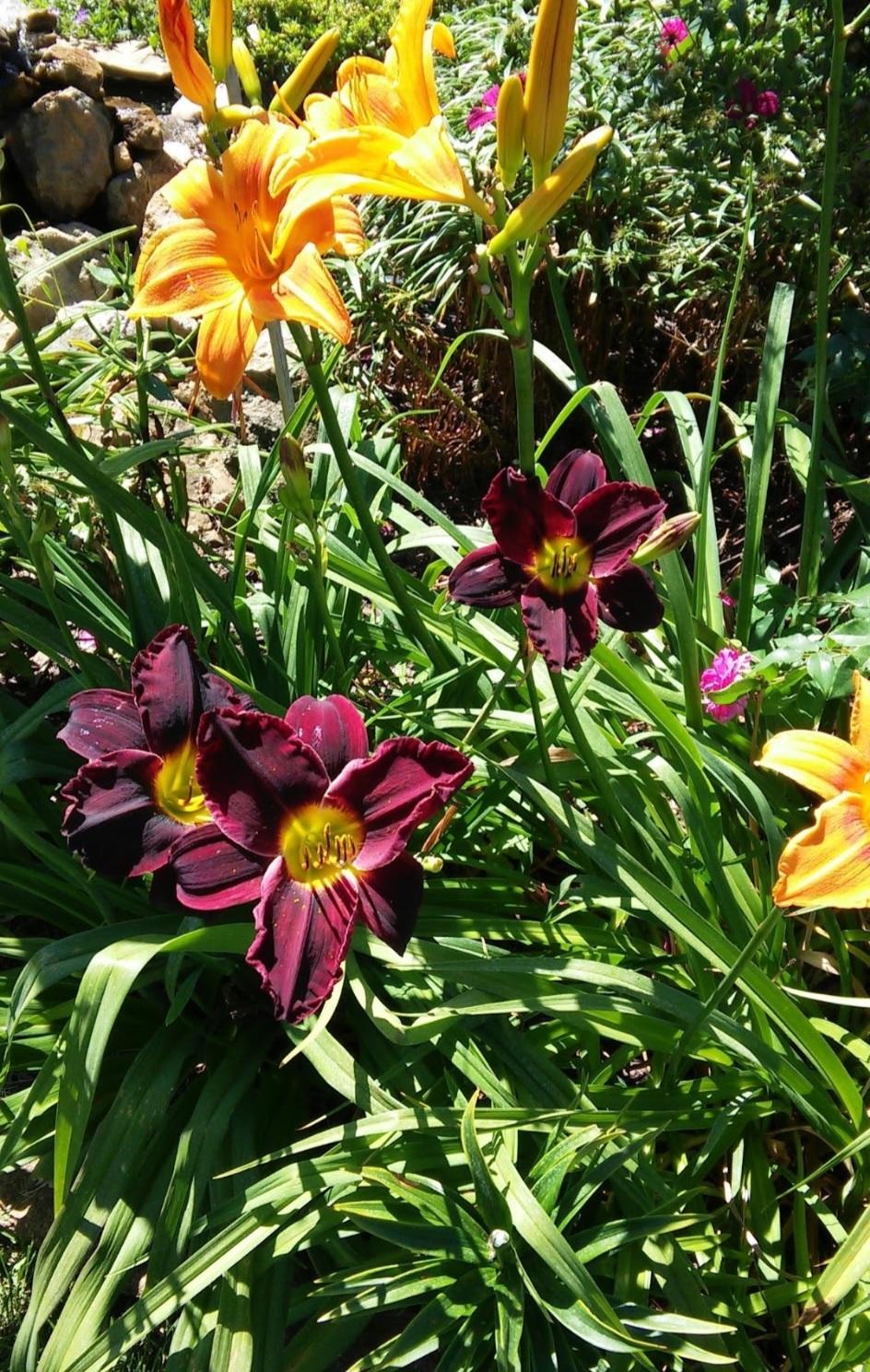 Flowers from one of the front garden.
