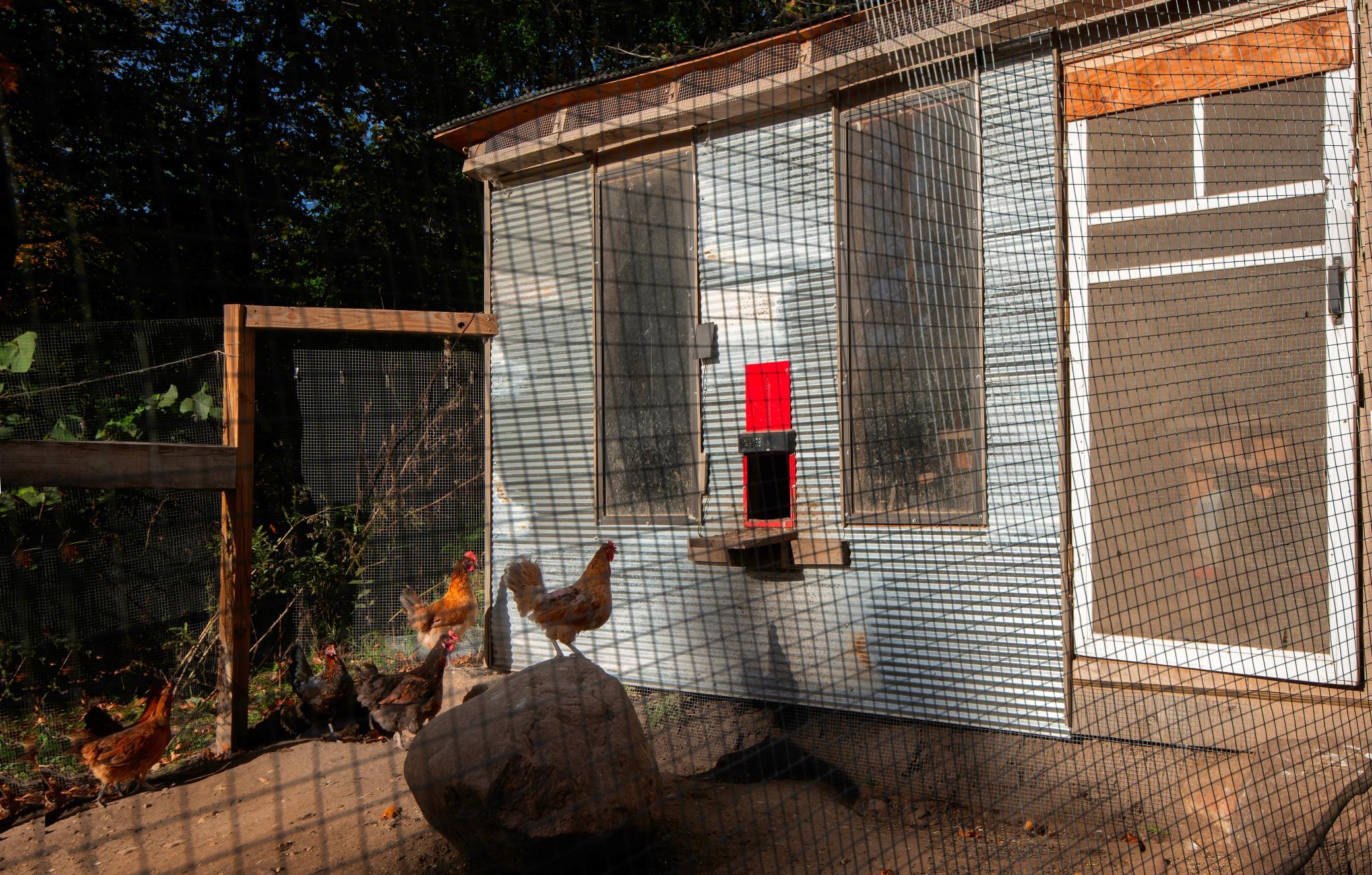 CHICKEN SHACK