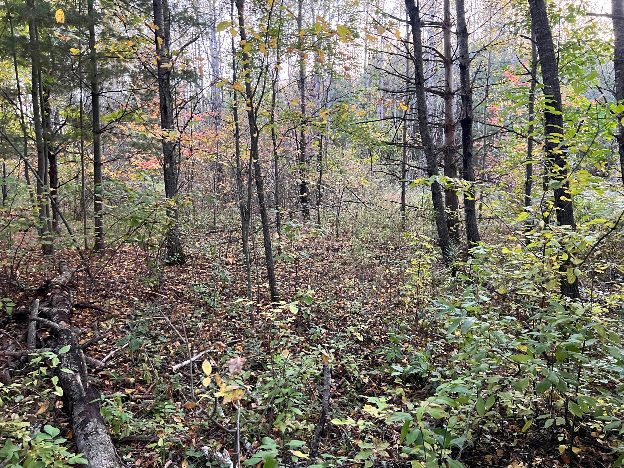 IMG_4763.JPG