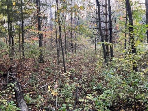 0000 Holly Rd, Pine City, MN 55063