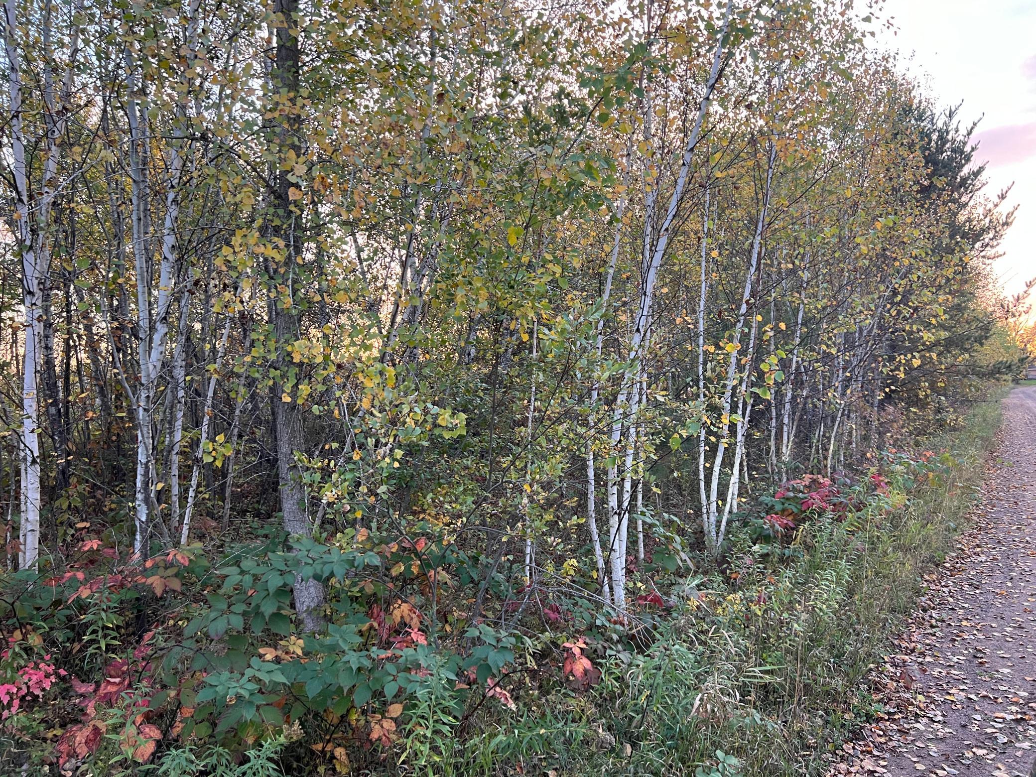 IMG_4772.JPG