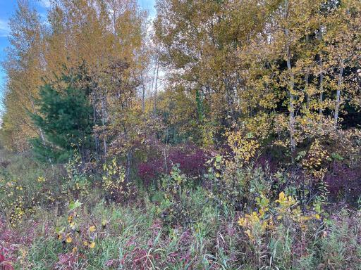 0000 Holly Rd, Pine City, MN 55063