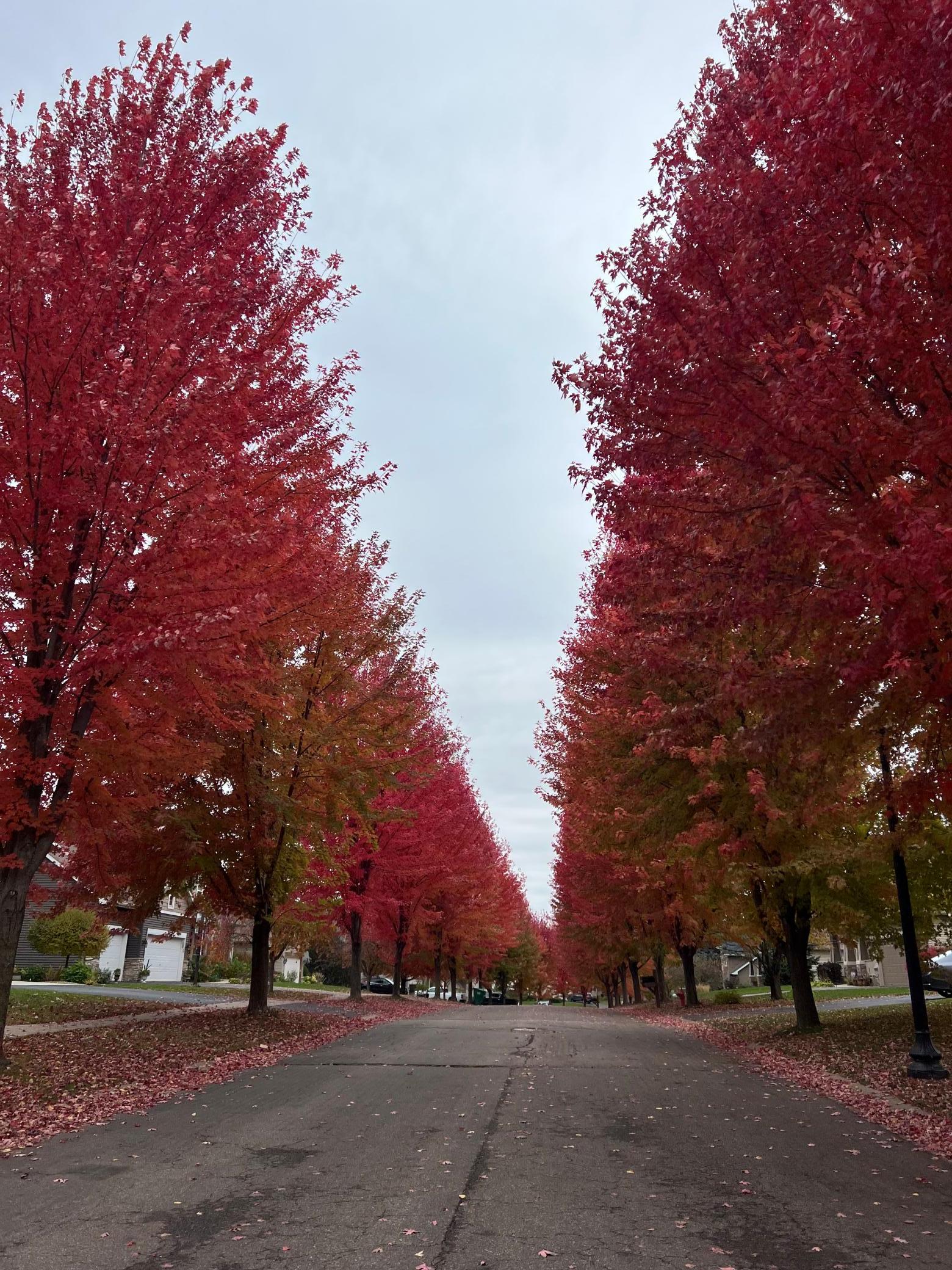 Fall Nature Views