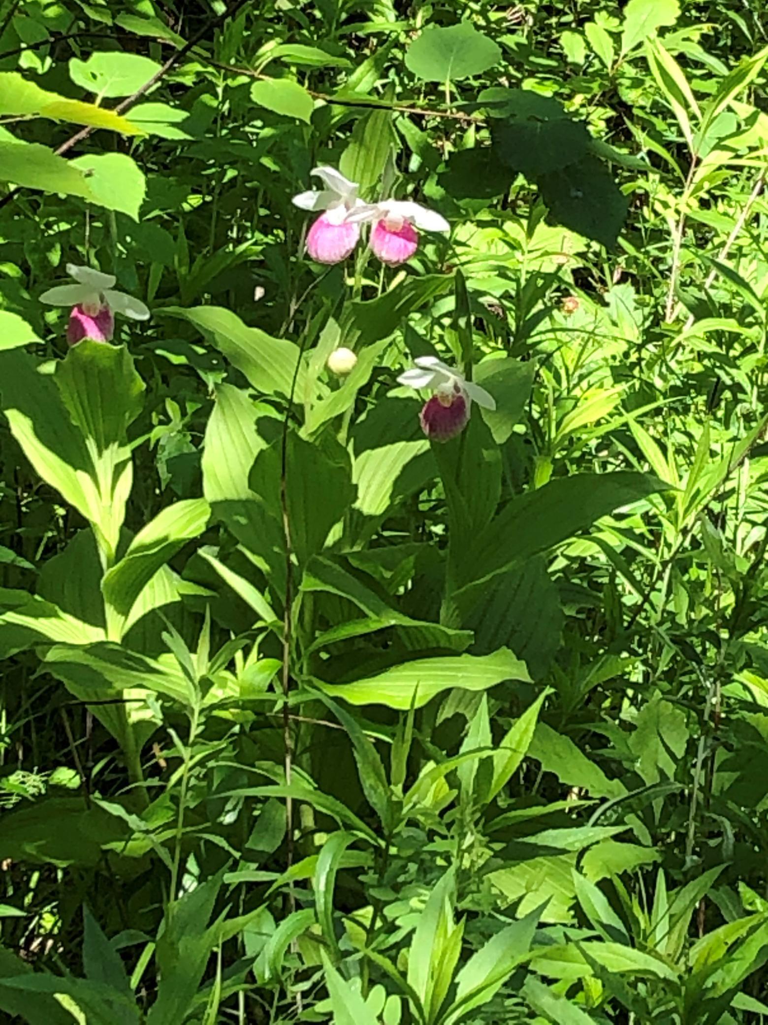Lady Slipper on our Property.jpg