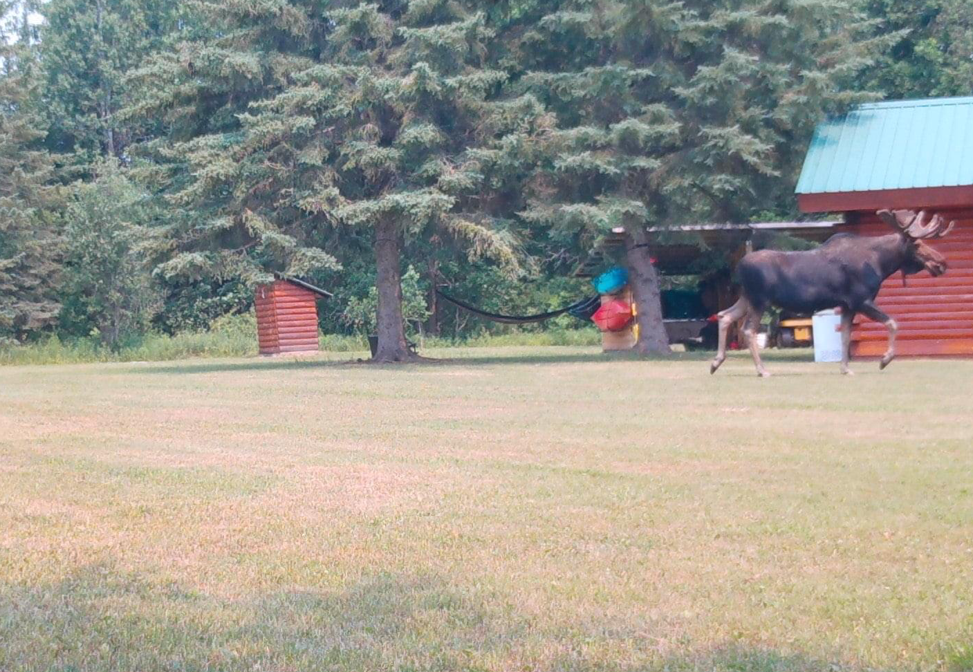 Cabin Yard Bull Moose.png