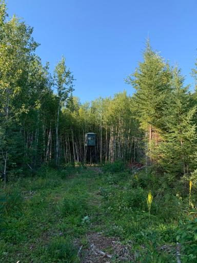 Blueberry (Redneck) blind and new trail cut.jpeg