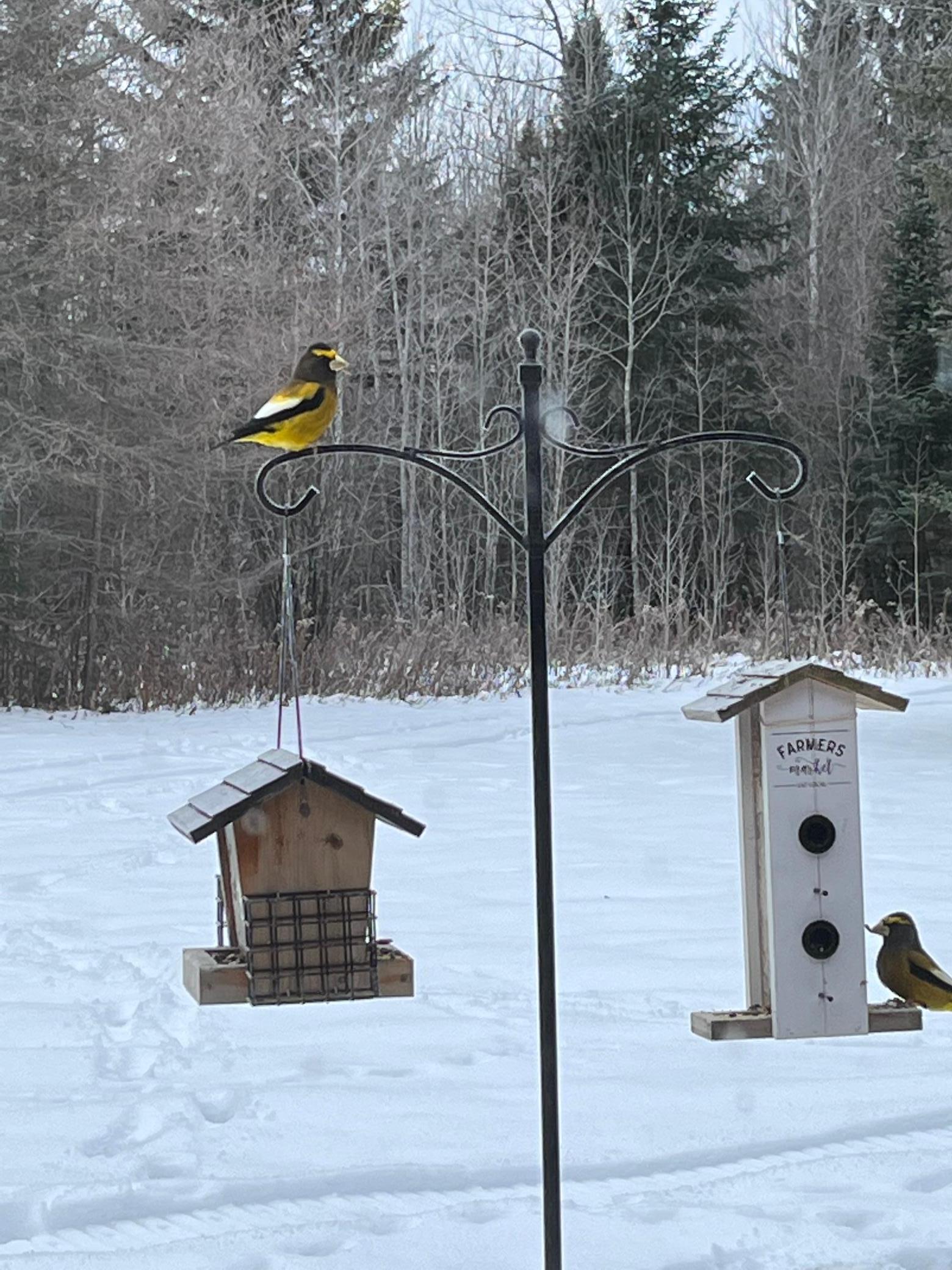 Cabin Yard birdfeeder from dining table.jpeg