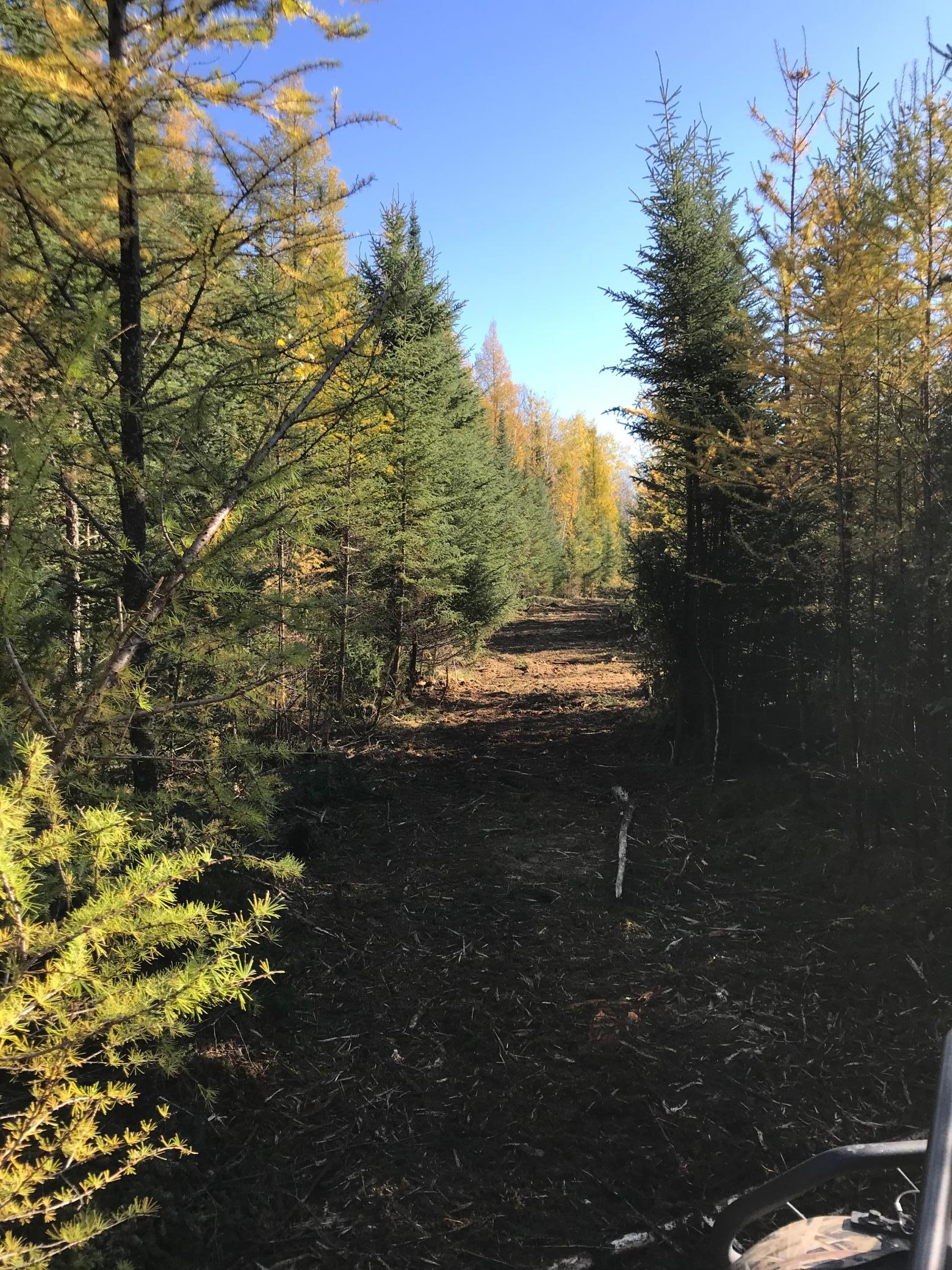 New cut trail on North 40.jpeg