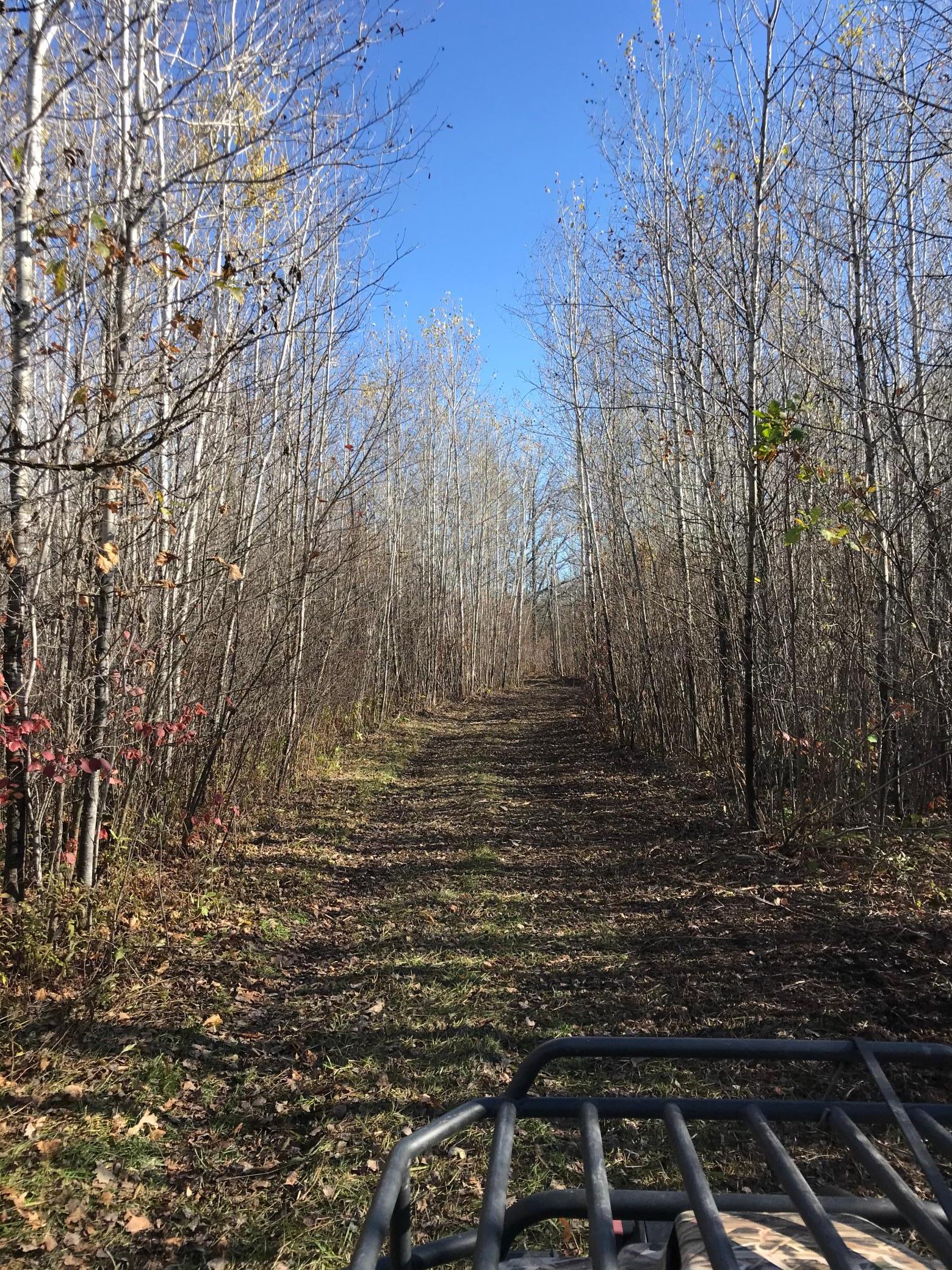Trail into the Cabin.jpeg