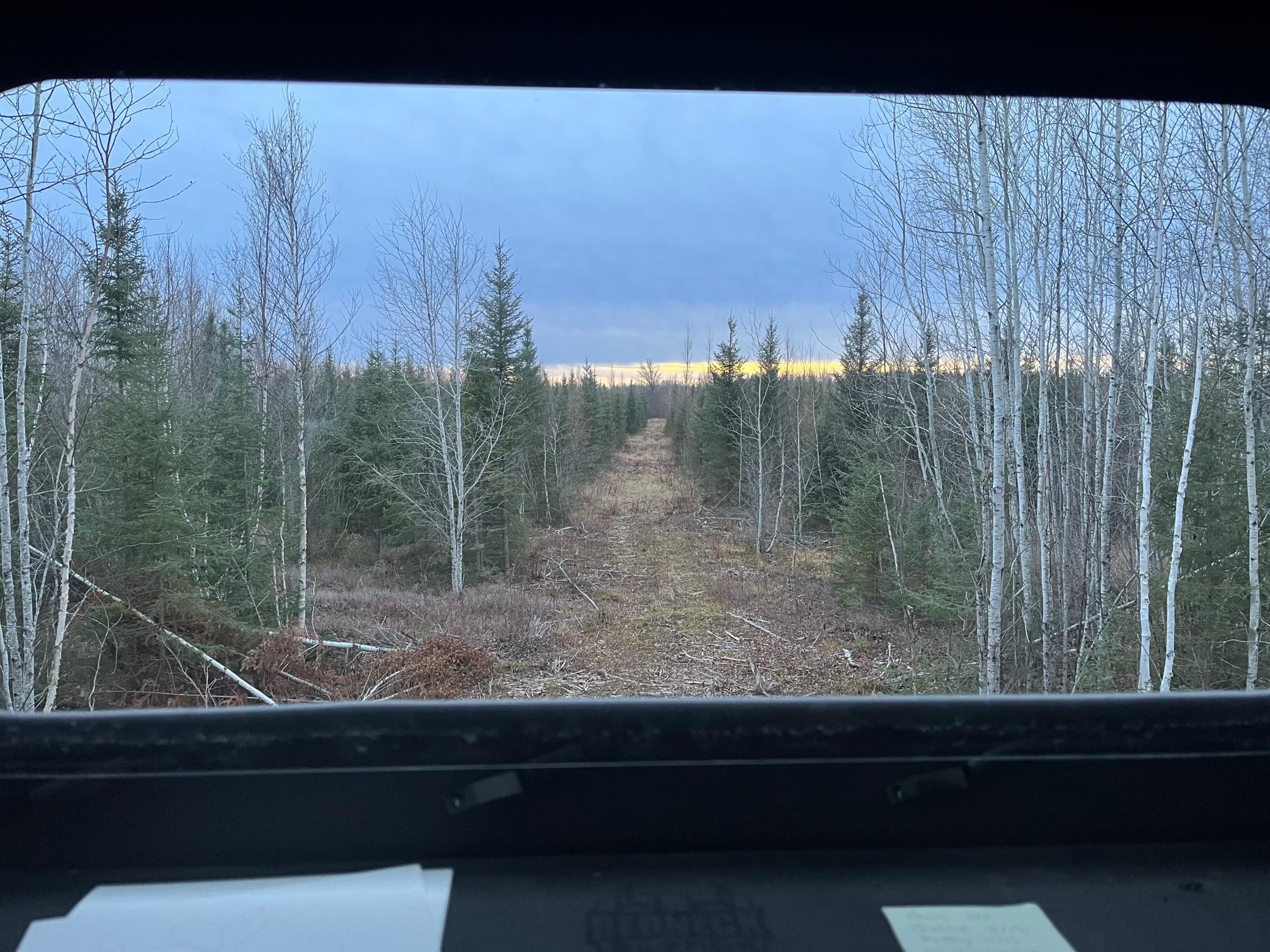 Blueberry (Redneck) blind looking south_200yd shooting lane.jpeg