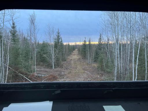 Blueberry (Redneck) blind looking south_200yd shooting lane.jpeg