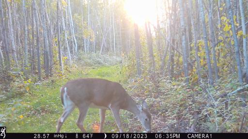 Blueberry (redneck) blind clover strip 2.JPG