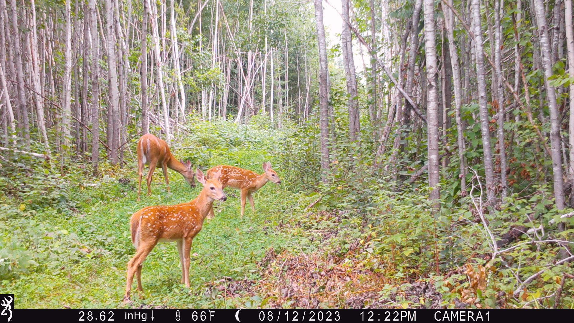 Blueberry (redneck) blind clover strip summer fawns.JPG