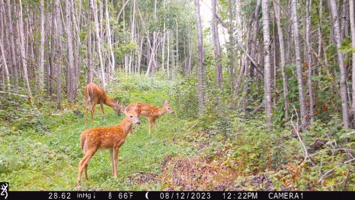 Blueberry (redneck) blind clover strip summer fawns.JPG