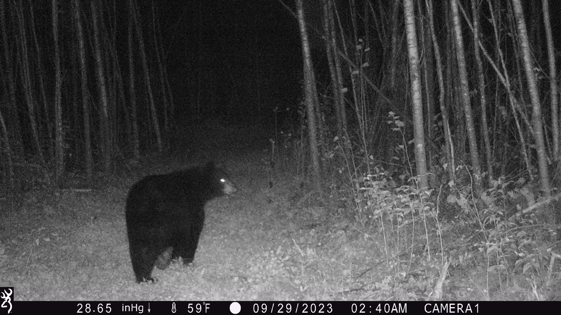 Blueberry (redneck) blind clover strip black bear.JPG