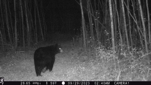 Blueberry (redneck) blind clover strip black bear.JPG