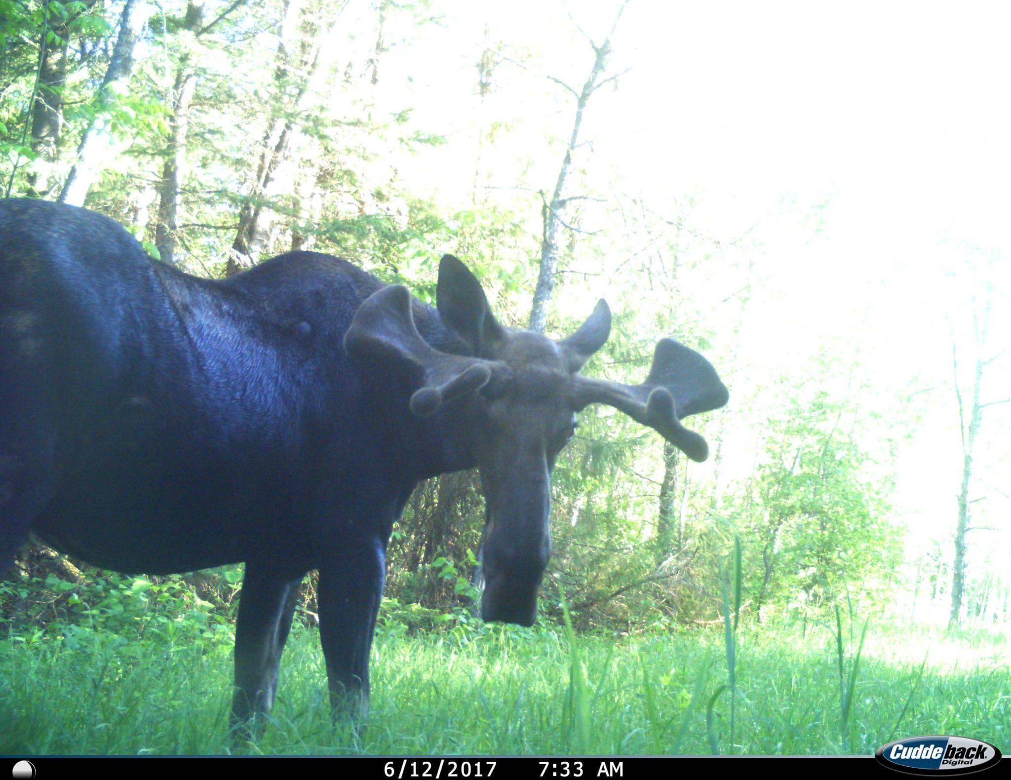 Bull Moose 3.jpg