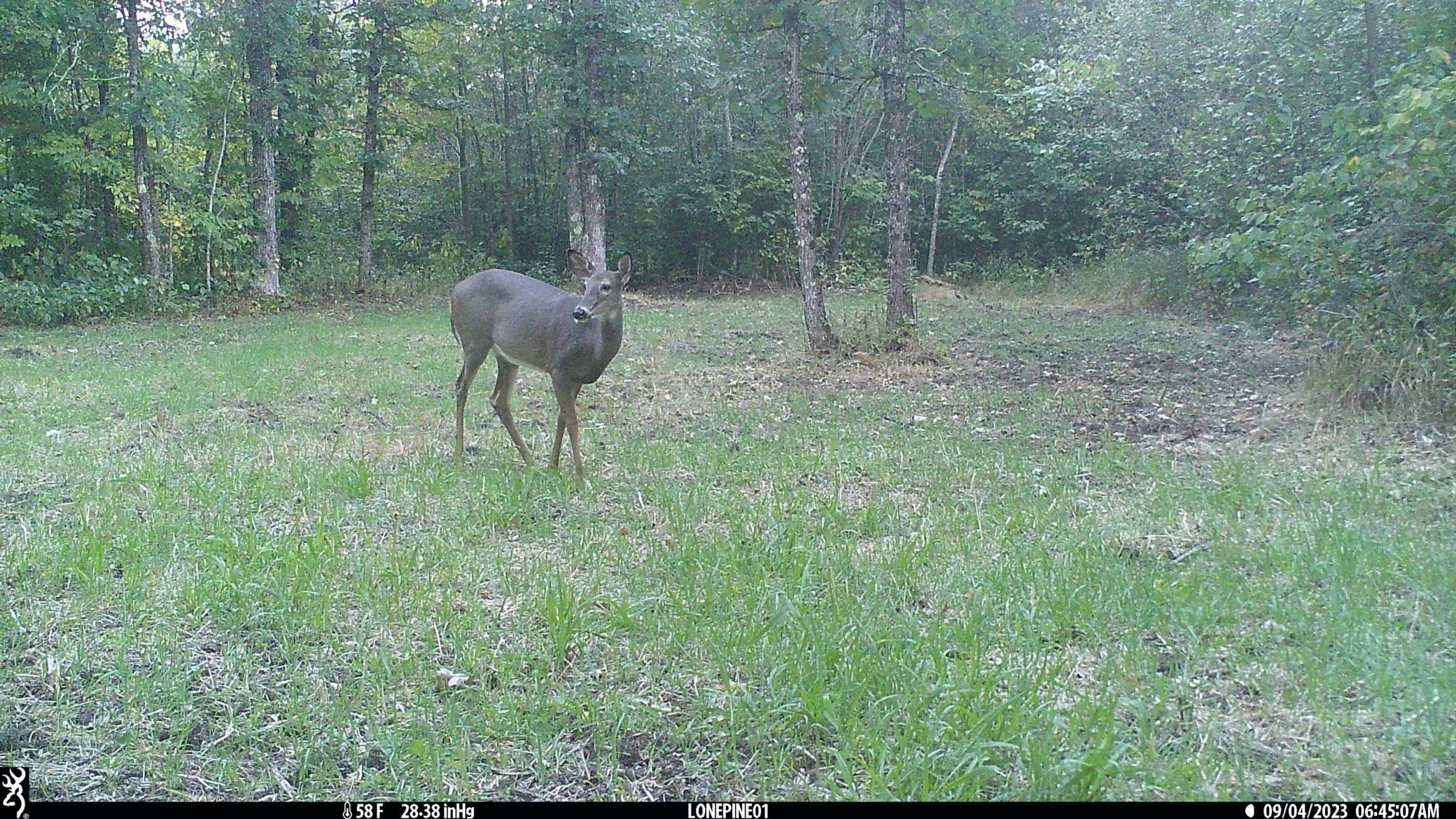 North Oak Food Plot.JPG