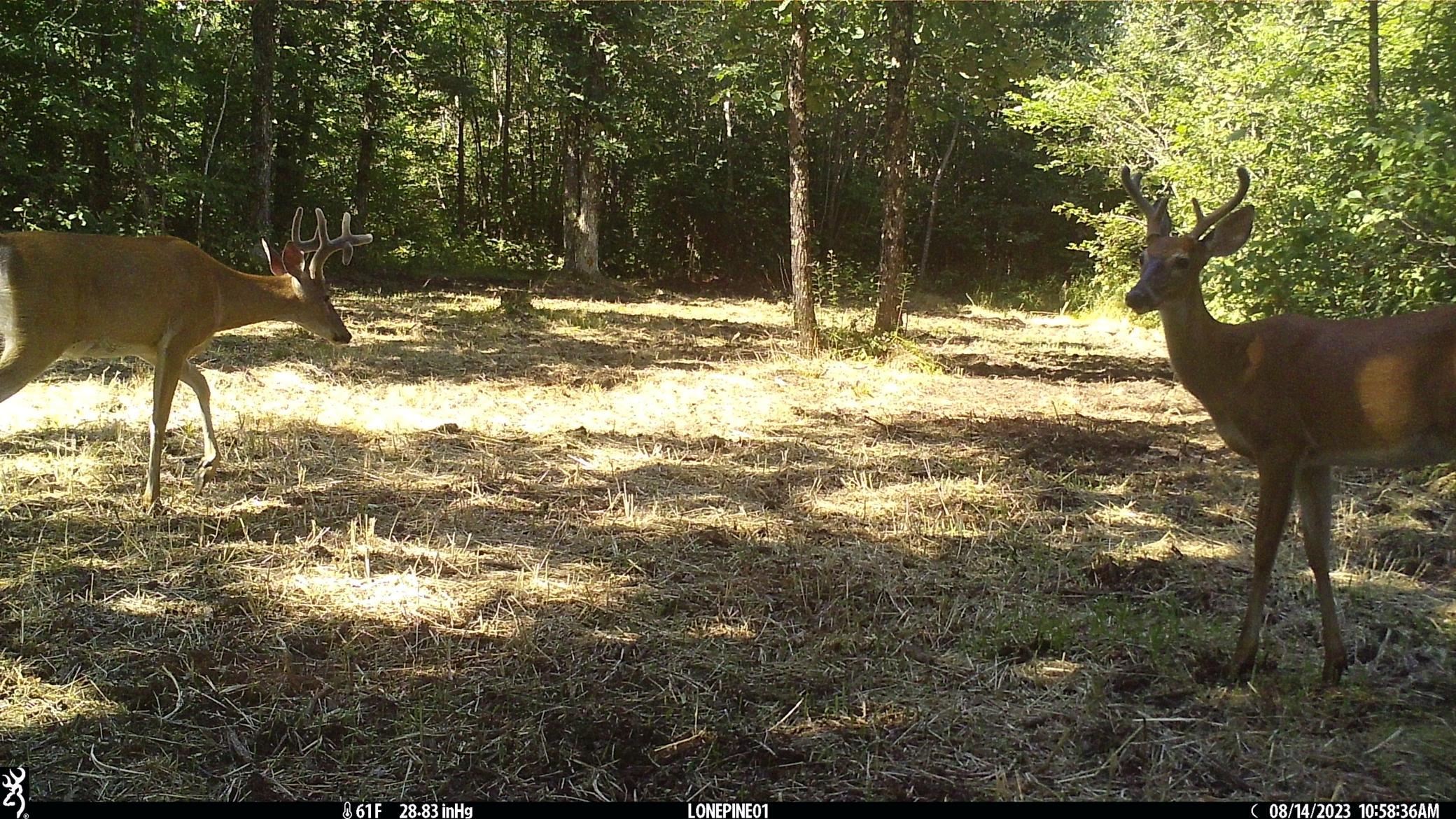 North Oak Food Plot double-droptine 10pt and small 6 in velvet Aug 2023.JPG