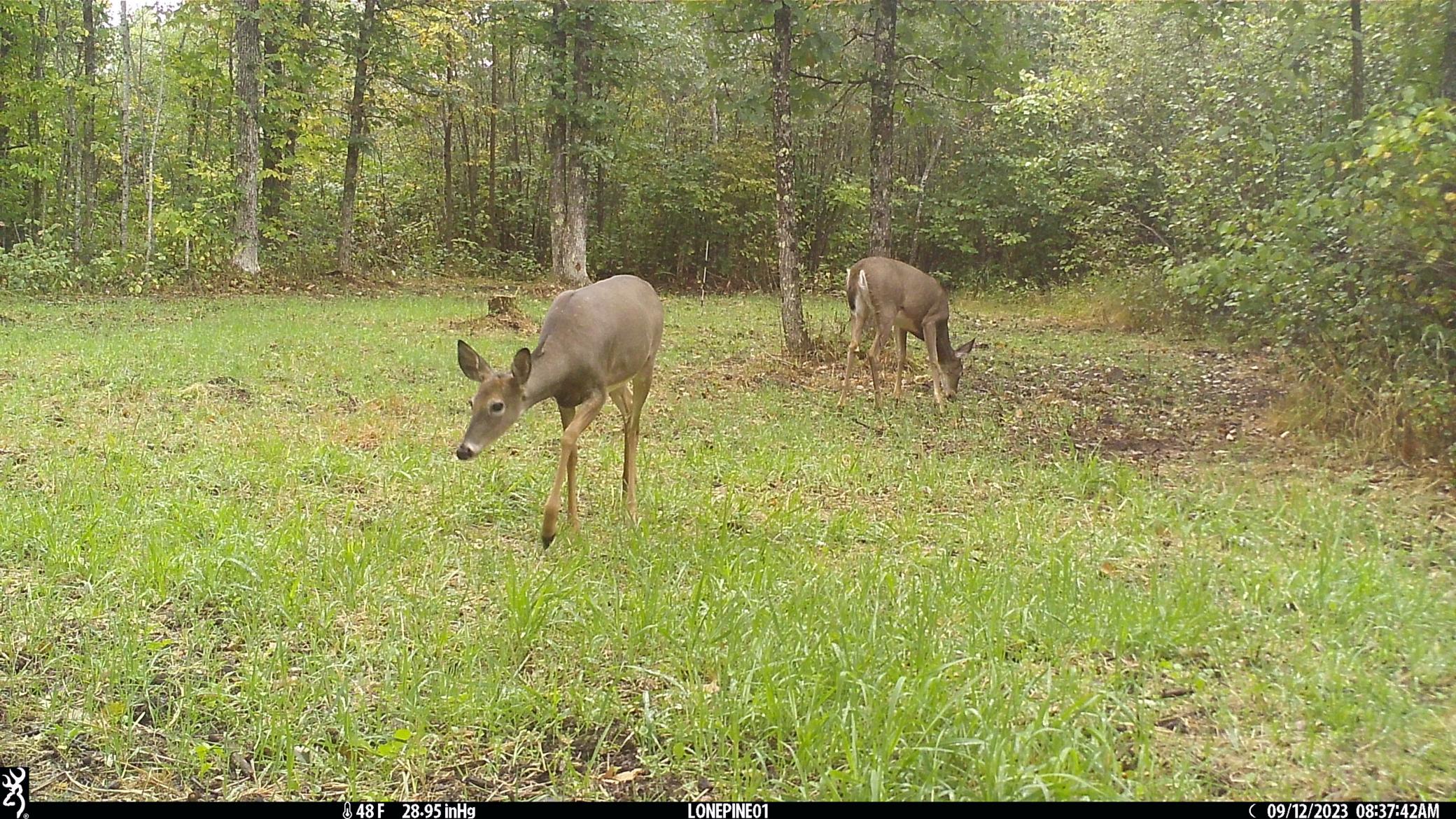 North Oak Food Plot 2 does Sept 2023.JPG