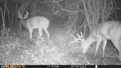 XXX 230th, Minnesota Lake, MN 56068
