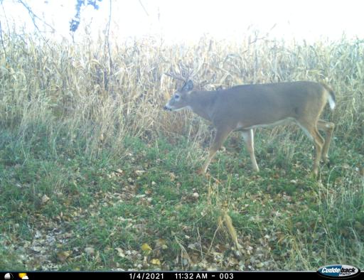 XXX 230th, Minnesota Lake, MN 56068